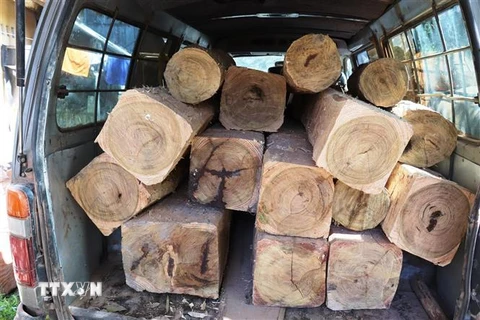 Số lượng gỗ lậu vừa bị Chi cục Kiểm lâm và Công an Tây Ninh bắt giữ. (Ảnh: Lê Đức Hoảnh/TTXVN)