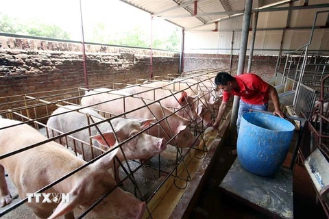 Một trang trại nuôi lợn tại huyện Văn Lâm, Hưng Yên. (Ảnh: Phạm Kiên/TTXVN)