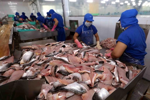 Công ty Cổ phần Đầu tư & Phát triển Đa Quốc Gia IDI liên kết sản xuất cá tra theo chuỗi giá trị khép kín. (Ảnh: TTXVN)