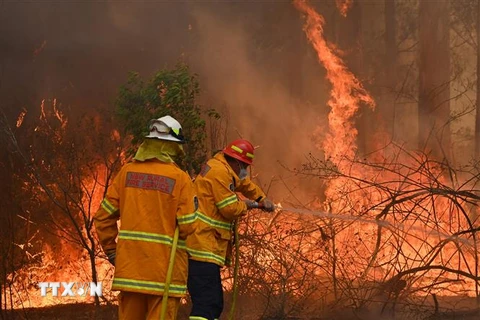 Lực lượng cứu hỏa Australia nỗ lực dập lửa cháy rừng tại Taree, cách Sydney 350km về phía Bắc. (Ảnh: AFP/TTXVN)