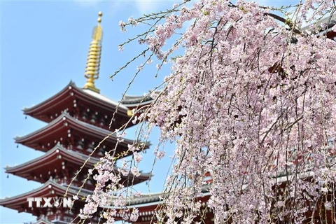 Hoa anh đào tại Tokyo, Nhật Bản. (Ảnh: AFP/TTXVN)