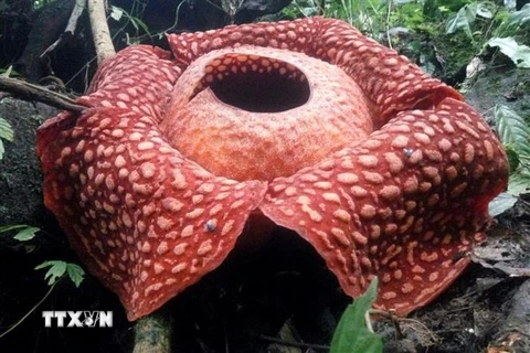 Bông hoa Rafflesia tuan-mudae nở rộ tại Agam, tỉnh Tây Sumatra, Indonesia. (Ảnh: AFP/TTXVN)