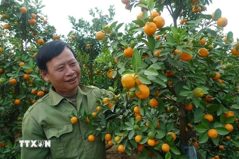 Vườn quất cảnh của gia đình ông Nguyễn Văn Tuynh cho thu nhập khoảng 100 triệu đồng/sào/năm. (Ảnh: Thanh Nga/TTXVN)