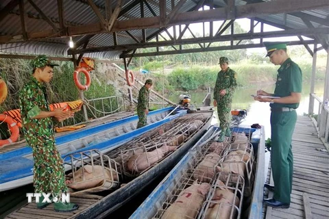 Cán bộ, chiến sỹ Đồn biên phòng Phú Hữu kiểm đếm số lợn vừa bắt giữ. (Ảnh: Công Mạo/TTXVN)