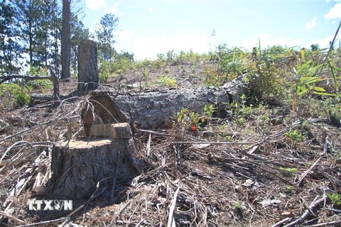 Nhiều cây thông ba lá thuộc rừng phòng hộ nằm trên địa bàn xã Phi Liêng, huyện Đam Rông đã bị triệt hạ, đốt cháy. (Ảnh: Đặng Tuấn/TTXVN)