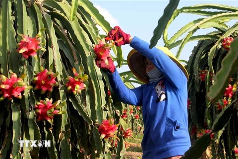 Nông dân thu hoạch thanh long trồng ứng dụng công nghệ cao phục vụ xuất khẩu. (Ảnh: TTXVN)