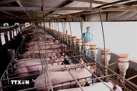 Trang trại thực hiện phun thuốc khử trùng tiêu độc khu vực chăn nuôi theo khuyến cáo của Chi Cục Thú y. (Ảnh: Vũ Sinh/TTXVN)