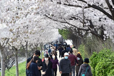 Người dân đeo khẩu trang để phòng tránh lây nhiễm COVID-19 tại Daegu, Hàn Quốc, ngày 29/3. (Ảnh: THX/TTXVN)