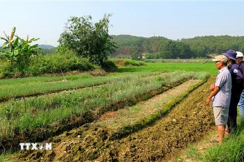 Nhiều diện tích đất sản xuất tại Thừa Thiên-Huế bị thiếu nước. (Ảnh: Tường Vi/TTXVN)