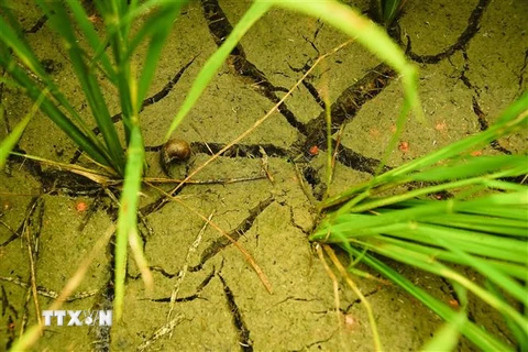 Nhiều diện tích lúa bị khô hạn vì thiếu nước. (Ảnh: Xuân Tư/TTXVN)