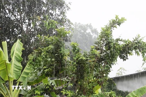 Cơn mưa lớn trên diện rộng, kéo dài gần 4 giờ đồng hồ trên địa bàn tỉnh An Giang, góp phần giải hạn và làm cho thời tiết tại An Giang dịu mát trở lại. (Ảnh: Công Mạo/TTXVN)