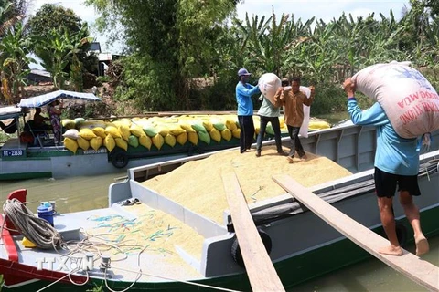 Nông dân xã Tân Mỹ, huyện Thanh Bình (Đồng Tháp) tập trung lúa thu hoạch bán cho thương lái. (Ảnh: TTXVN)