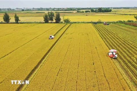Nông dân Thừa Thiên-Huế thu hoạch lúa trên cánh đồng mẫu lớn. (Ảnh: Hồ Cầu/TTXVN)