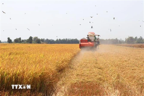 Thu hoạch lúa Đông Xuân năm 2019-2020 tại xã Thạnh Lợi, huyện Tháp Mười. (Ảnh : Nguyễn Văn Trí/TTXVN)