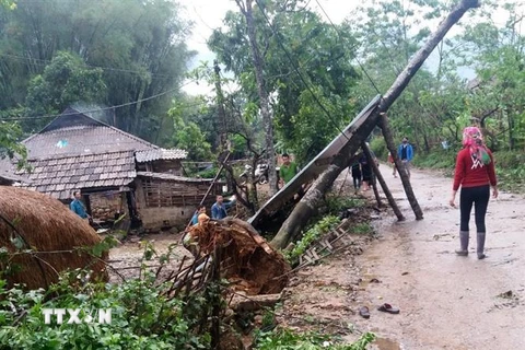 Dông lốc đã làm đổ cây cối tại huyện Tân Uyên (Lai Châu). (Ảnh: Việt Hoàng/TTXVN)