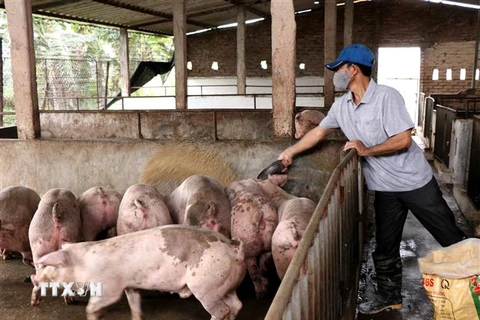 Người chăn nuôi lợn tái đàn sau bệnh dịch tả lợn châu Phi. (Ảnh: Đinh Văn Nhiều/TTXVN)