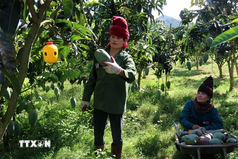 Người dân huyện Mai Sơn thu hoạch quả xoài phục vụ xuất khẩu. (Ảnh: Hữu Quyết/TTXVN)