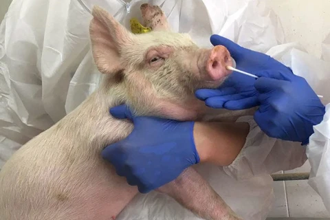 Chủng virus cúm lợn mới có thể gây đại dịch. (Nguồn: sciencemag.org)