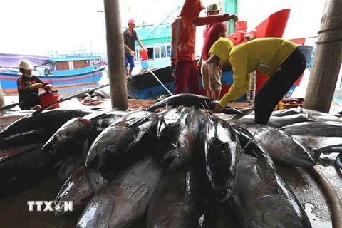 Cá ngừ đại dương được đánh bắt đưa về cảng cá Tam Quan Bắc, huyện Hoài Nhơn, tỉnh Bình Định đều đảm bảo các quy định về truy xuất nguồn gốc. (Ảnh: TTXVN)