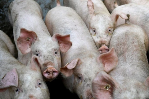 Thái Lan dự kiến sẽ xuất khẩu 2,16-2,88 triệu con lợn trong năm 2020. (Nguồn: Getty Images)