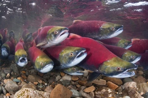 Cá hồi Sockeye ở sông Adams, British Columbia, Canada. (Nguồn: theguardian.com)