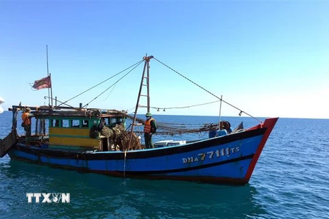 Tàu ĐNa 77111TS khai thác giã cào trái phép trên vùng biển ven bờ ở thị trấn Lăng Cô. (Ảnh: TTXVN phát)