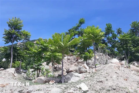 Cây Thanh thất có khả năng chịu được khí hậu khô hạn được trồng nhân rộng trên vùng núi đá rừng phòng hộ ven biển huyện Thuận Nam, Ninh Thuận. (Ảnh: Nguyễn Thành/TTXVN)