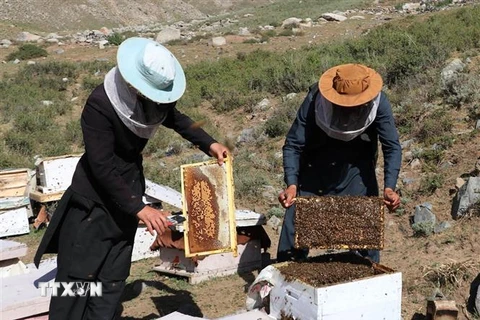 Ong được nuôi tại trang trại ở Dih Salah, tỉnh Baghlan, Afghanistan. (Ảnh: THX/TTXVN)