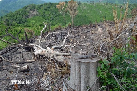 Một gốc cây rừng lớn bị chặt hạ còn sót lại. (Ảnh: Xuân Triệu/TTXVN)