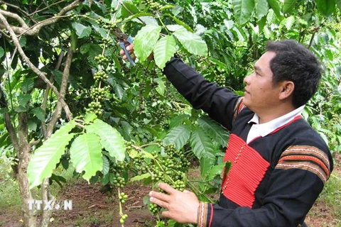 Nông dân huyện Krông Bông, Đắk Lắk, chăm sóc cây càphê. (Ảnh: TTXVN phát)