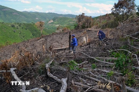 Một vạt rừng bị chặt phá ở tiểu khu 67 xã Phú Mỡ. (Ảnh: Xuân Triệu/TTXVN)