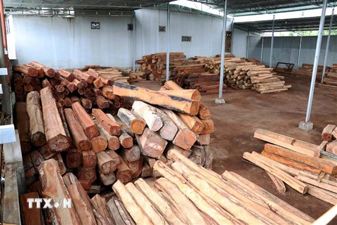 Gần 200m3 gỗ lậu trong xưởng gỗ của doanh nghiệp Tư nhân Hùng Ny bị bắt giữ. (Ảnh: Quang Thái/TTXVN)