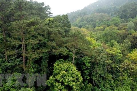 Mật độ che phủ của cánh rừng thông ở Vườn quốc gia Tam Đảo được đảm bảo, tạo cảnh quan và giữ gìn môi trường sinh thái. (Ảnh: Hoàng Hùng/TTXVN)