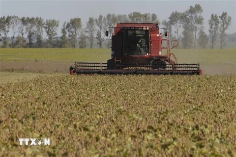 Thu hoạch đậu tương trên cánh đồng ở Perez Millan, Argentina. (Ảnh: AFP/TTXVN)