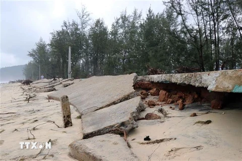Sóng biển cuốn trôi nhiều diện tích rừng phòng hộ và phá hủy tuyến đường ven biển Tỉnh lộ 21 đoạn qua xã Giang Hải, huyện Phú Lộc. (Ảnh: Đỗ Trưởng/TTXVN)