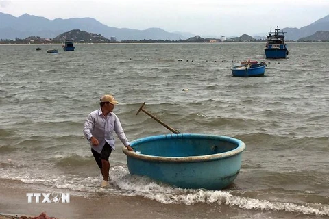 Ngư dân phường Đông Hải, thành phố Phan Rang-Tháp Chàm đưa thúng vào bờ tránh bão. (Ảnh: Công Thử/TTXVN)
