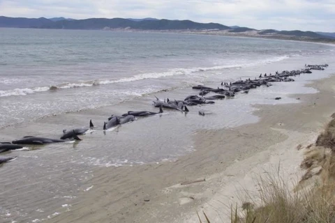 Cá voi và cá heo mắc cạn chết hàng loạt tại bờ biển New Zealand. (Nguồn: laprensalatina.com)