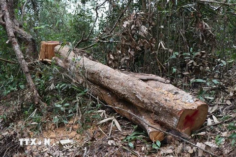 Khúc thân cây to, chu vi vành thân một người ôm không xuể còn nằm lại tại hiện trường trong trong rừng đặc dụng Mường Phăng. (Ảnh: Xuân Tiến/TTXVN)