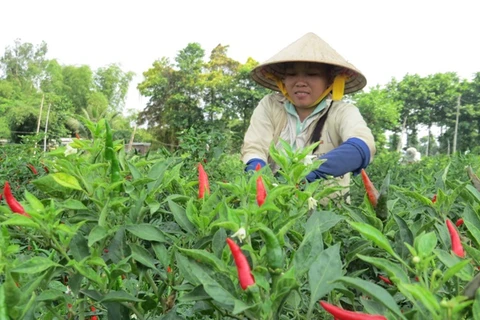 Nông dân thu hoạch ớt. (Nguồn: baodongthap.vn)