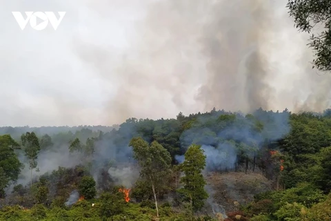 Khu vực cháy chủ yếu là cây thông và bạch đàn kết hợp với địa hình hiểm trở đang khiến công tác dập lửa trở nên rất khó khăn. (Nguồn: vov.vn)