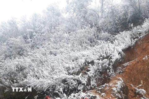 Băng giá phù dày trên cành cây ở đỉnh đèo Khau Phạ. (Ảnh: Tuấn Anh/TTXVN)