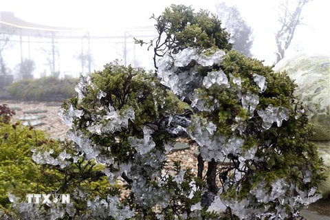 Băng tuyết bao phủ trên các cành cây trên đỉnh đèo Ô Quy Hồ. (Ảnh: Quốc Khánh/TTXVN)
