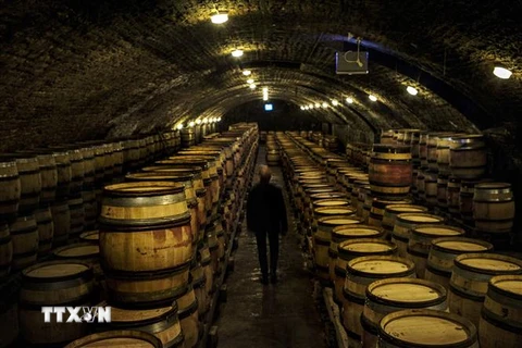 Hầm ủ rượu vang tại Nuits-Saint-Georges, vùng Bourgogne, Pháp. (Ảnh: AFP/TTXVN)