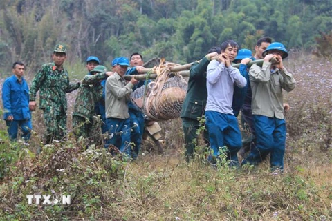 Lực lượng chức năng di dời quả bom đến điểm hủy nổ tại xã Tông Lạnh, huyện Thuận Châu, tỉnh Sơn La. (Ảnh: TTXVN phát)