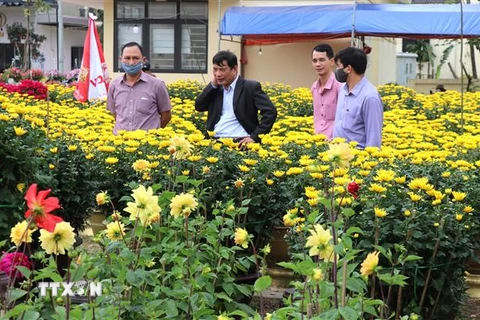 Người dân chọn mua hoa, cảnh Tết ở chợ hoa Xuân tại thành phố Đông Hà. (Ảnh: Nguyên Lý/TTXVN)