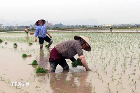 Thời tiết đang rất thuận lợi cho bà con gieo cấy lúa Xuân 2021. (Ảnh: Nguyễn Chinh/TTXVN)