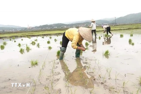 Sau Tết Nguyên đán, người dân huyện Văn Yên, tỉnh Yên Bái, khẩn trương xuống đồng cấy lúa vụ Xuân. (Ảnh: Đinh Đức Tưởng/TTXVN)