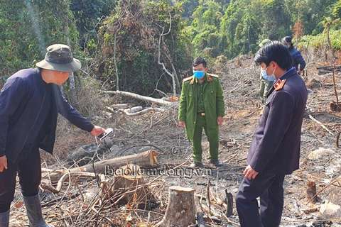 Lực lượng chức năng khám nghiệm hiện trường vụ phá rừng. (Nguồn: baolamdong.vn)