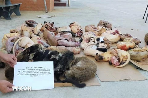 Tang vật vụ án buôn bán động vật hoang dã. (Ảnh: Trịnh Duy Hưng/TTXVN)