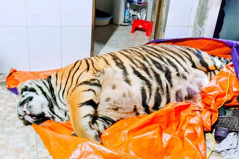 Con hổ 250kg sắp bị nấu cao tại nhà ông Nghệ. (Nguồn: vnexpress.net)